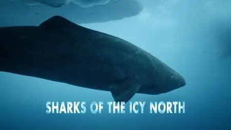 CuriosityStream - Sharks of the Icy North (2020)