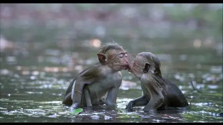 Disneynature: Monkey Kingdom (2015)