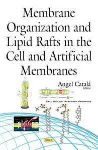 Membrane Organization and Lipid Rafts in the Cell and Artificial Membranes