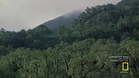 DIAN FOSSEY: SECRETS IN THE MIST (Part 3)