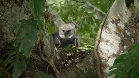 BBC Natural World - The Monkey-Eating Eagle of the Orinoco (2010)