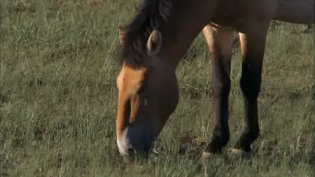 Wild Asia: The Arid Heart (2010)