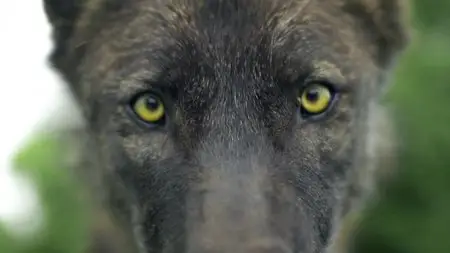 BBC - Inside the Animal Mind (2014)