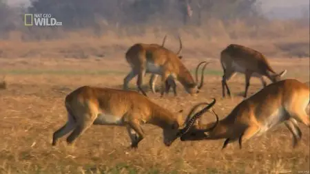 National Geographic Wild - Swamp Lions (2012)