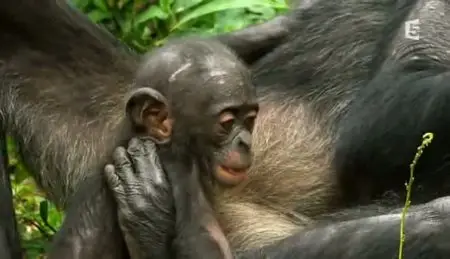 (Fr5) Au pays des bonobos (2011)