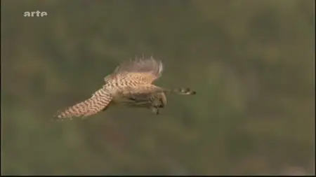 (Arte) La vraie nature des Vosges (2011)