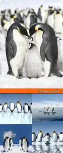 Penguin photo