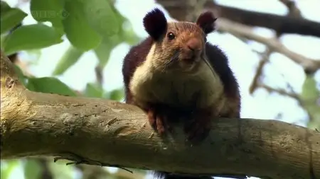 BBC Natural World - The Mountains of the Monsoon (2009)