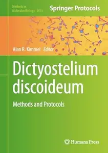 Dictyostelium discoideum