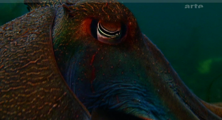 La seiche : le cerveau aux huit tentacules
