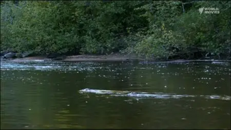 White Tuft The Little Beaver (2008)