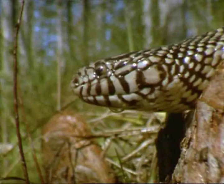 Прирожденные охотники. Диск 3