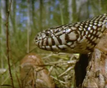 Прирожденные охотники. Диск 3