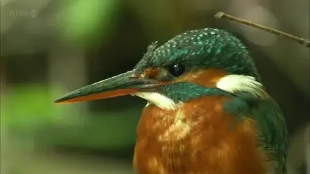 BBC - Halcyon River Diaries Christmas Special (2010)
