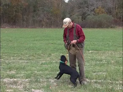 Training The Upland Retriever (Volumes 1, 2, 3)