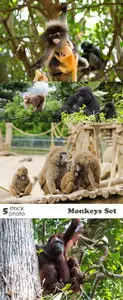 Photos - Monkeys Set