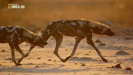 National Geographic - Africa's Hunters: The Hot Springs Pack (2017)