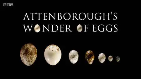 BBC - Natural World: Attenborough's Wonder of Eggs (2018)