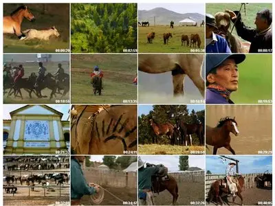 National Geographics - Horses/Atlar
