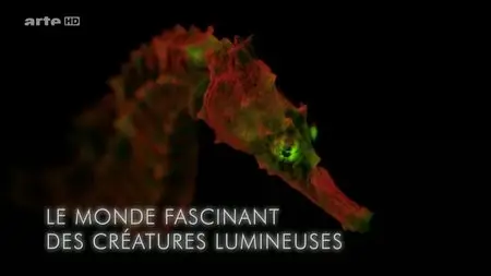 (Arte) Le monde fascinant des créatures lumineuses (2015)