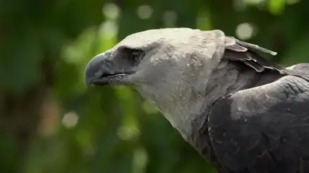 BBC Natural World - The Monkey-Eating Eagle of the Orinoco (2010)