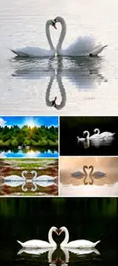 Stock Photo - Swans