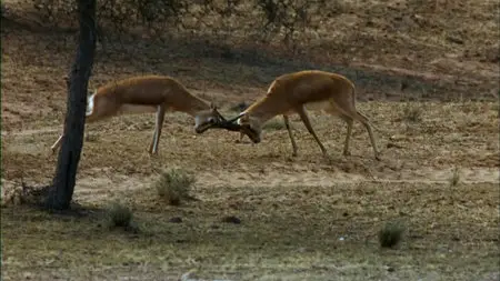 Wild Asia: The Arid Heart (2010)