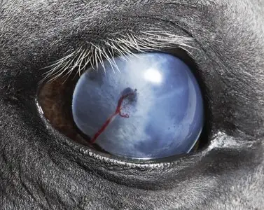 Photographer Tim Flach - 101 photos