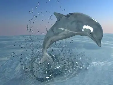 Dolphin 3D Max 2008 Model 
