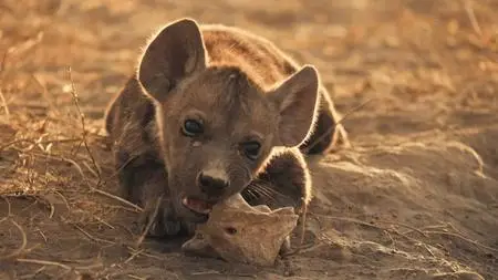 BBC - Mammals (2024)