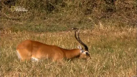 National Geographic Wild - Swamp Lions (2012)
