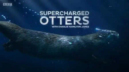 BBC - Natural World: Supercharged Otters (2017)