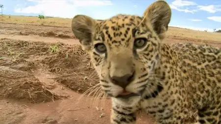 BBC Natural World: Jaguars - Born Free (2013)