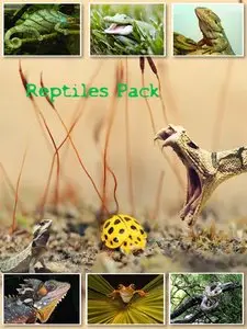Reptiles Wallpapers Pack