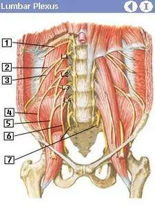 Medical Wizards Anatomy Flash Cards