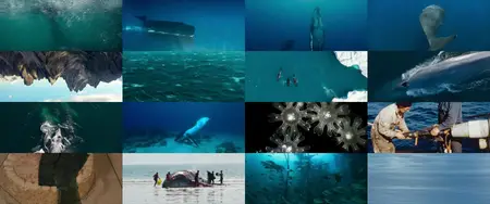 Whale Nation (2023)