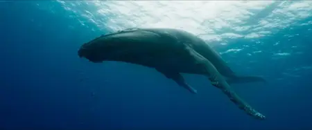 Whale Nation (2023)
