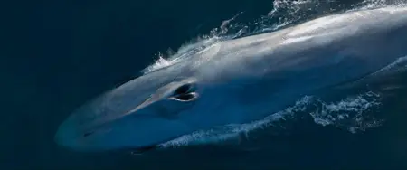 Whale Nation (2023)