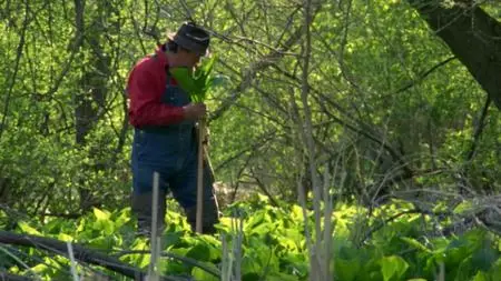 BBC Natural World - Mississippi: Tales of the Last River Rat (2004)