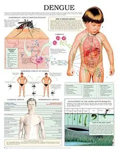 Dengue e chart: Full illustrated