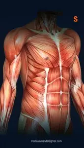 The A to Z of Skeletal Muscles
