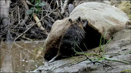 White Tuft The Little Beaver (2008)