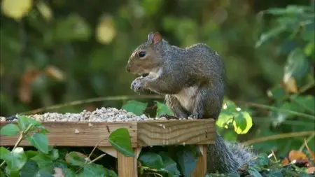 BBC - Halcyon River Diaries Christmas Special (2010)