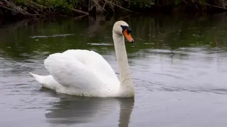 Ch.5 - The Thames Britains Great River: With Tony Robinson (2019)