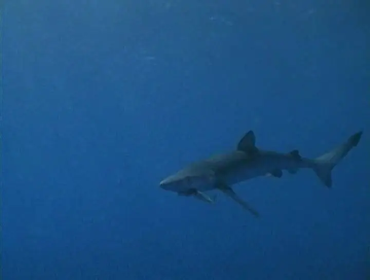 Прирожденные охотники. Диск 4