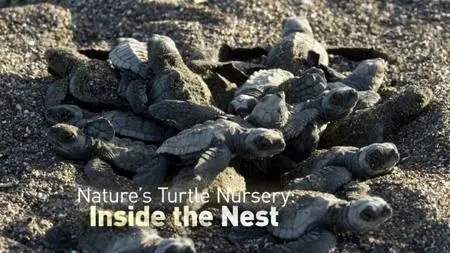 BBC - Nature's Turtle Nursery: Secrets from the Nest (2018)