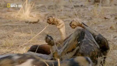 National Geographic - Africa's Hunters: The Hot Springs Pack (2017)