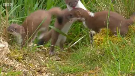 BBC - Wild Academy: Springwatch (2018)