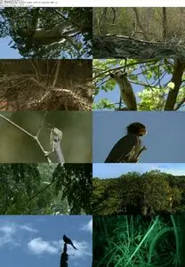 BBC - Madagascar S01E03 Land of Heat and Dust (2011)