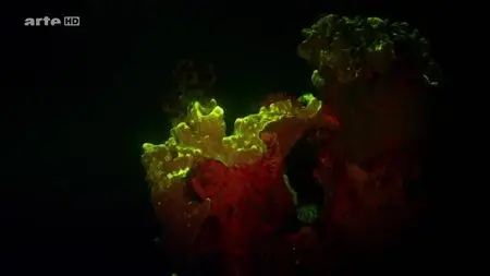 (Arte) Le monde fascinant des créatures lumineuses (2015)